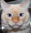 Animals - Dogs, Cats - 